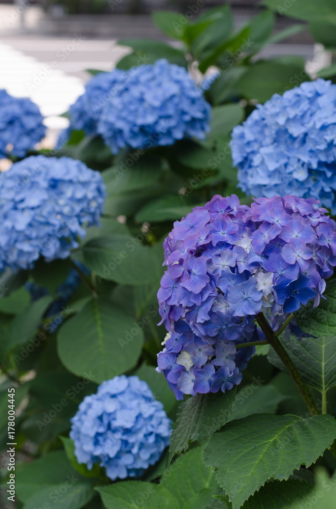花の風景 花の風景