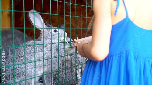 Feeding rabbit. Little girl feeding farm domestic rabbits with fleawort leaf photo