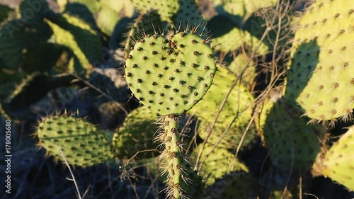 heart shaped cactus in the wind