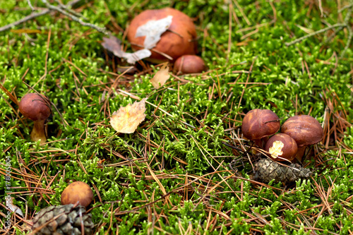 Mushrooms growing in warm green, thick, wet moss layer. Autumn forest with mushrooms.