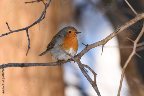 robin on a frost-22 © sergey