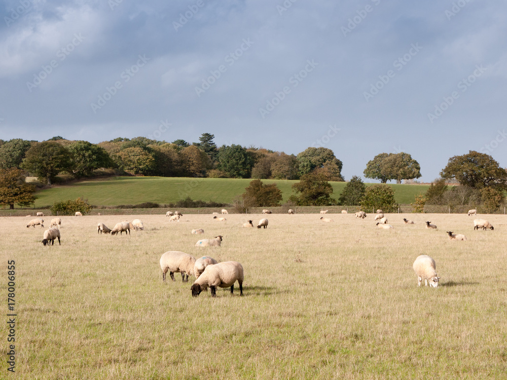 beautiful farm field with sheep grazing on grass summer day