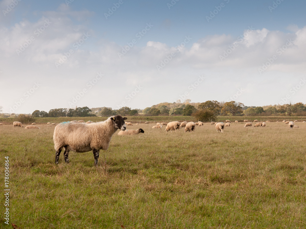 beautiful farm field with sheep grazing on grass summer day one standing up front beautiful farm field with sheep grazing on grass summer day one standing up front