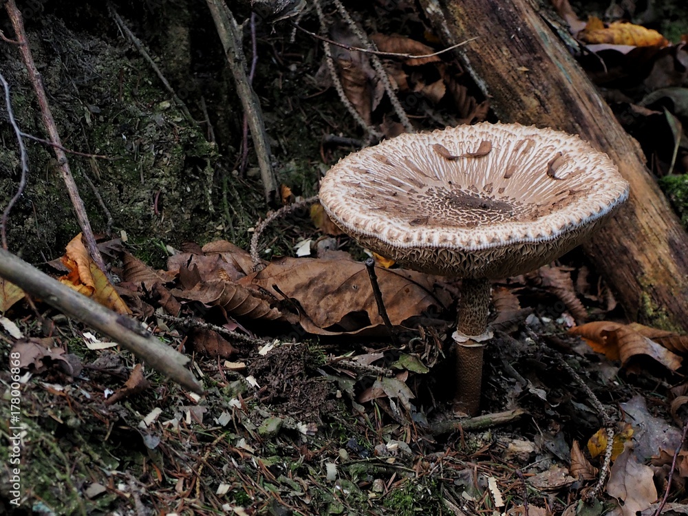 Pilz auf dem Waldboden Pilz auf dem Waldboden