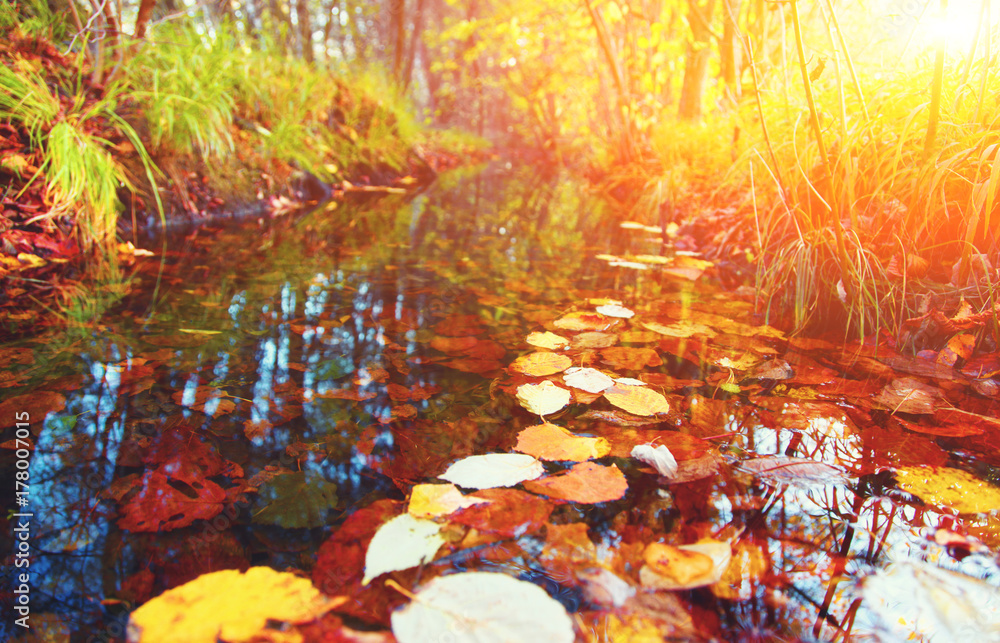 Goldener Herbst Goldener Herbst