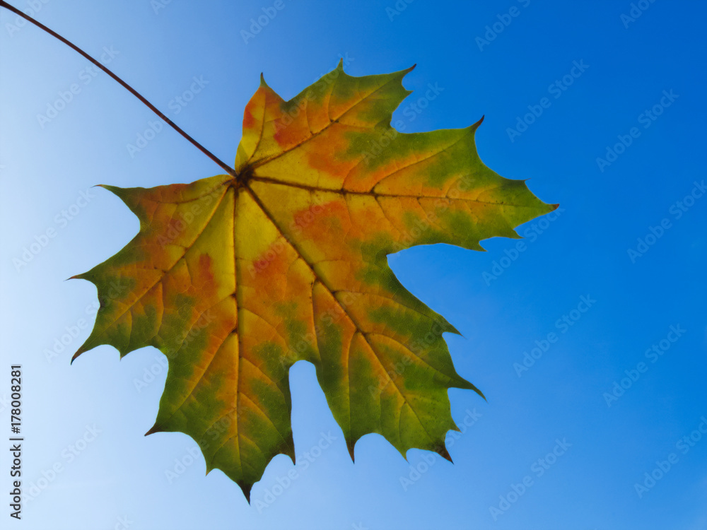 Autumn maple leaf Autumn maple leaf