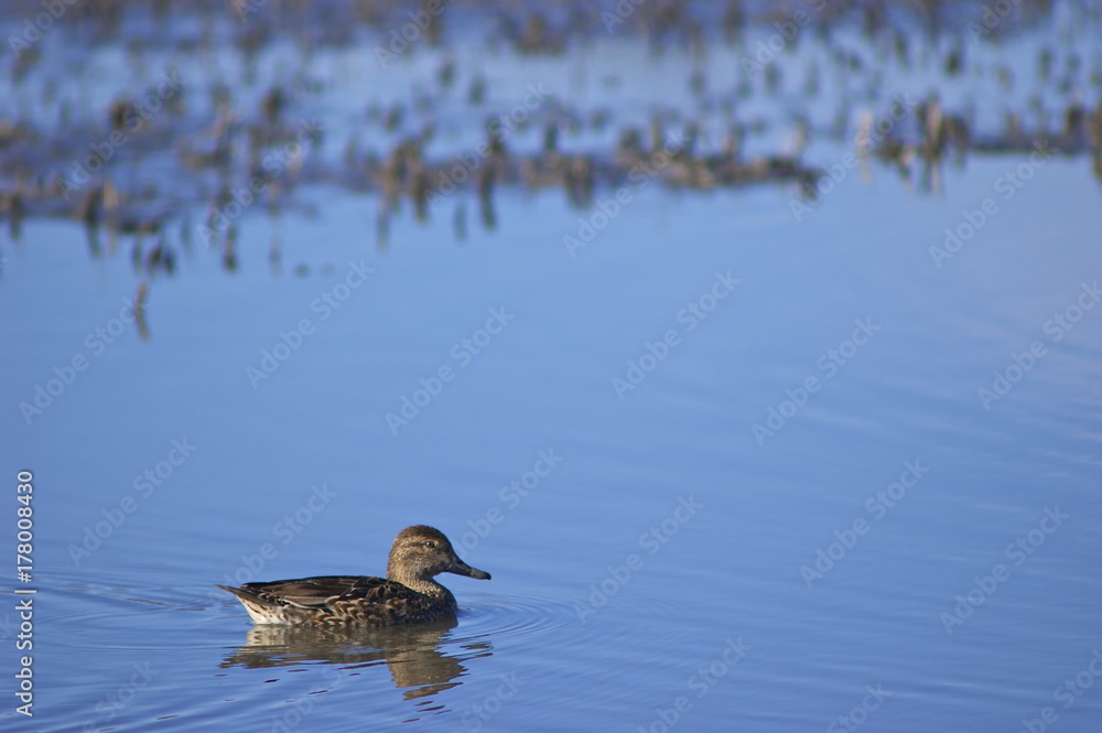 Lonely Teal Lonely Teal