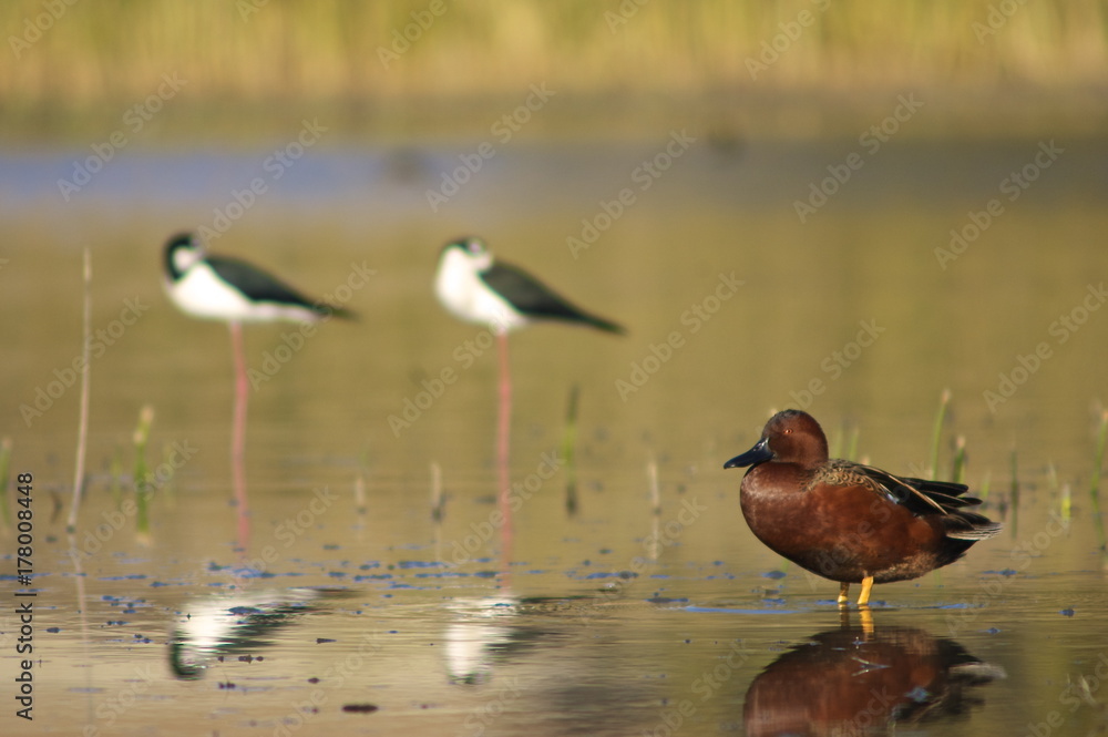 Cinnamon Teal & Stilts Cinnamon Teal & Stilts