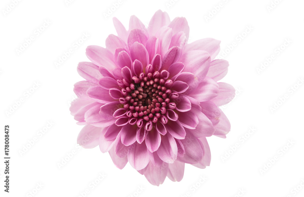 pink chrysanthemum