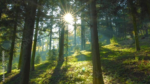 Magical mountain forest with the trees growing on hills . Warm sunbeams illuminating the trunks and lovely plants. Gimbal shot with parallax effect. photo