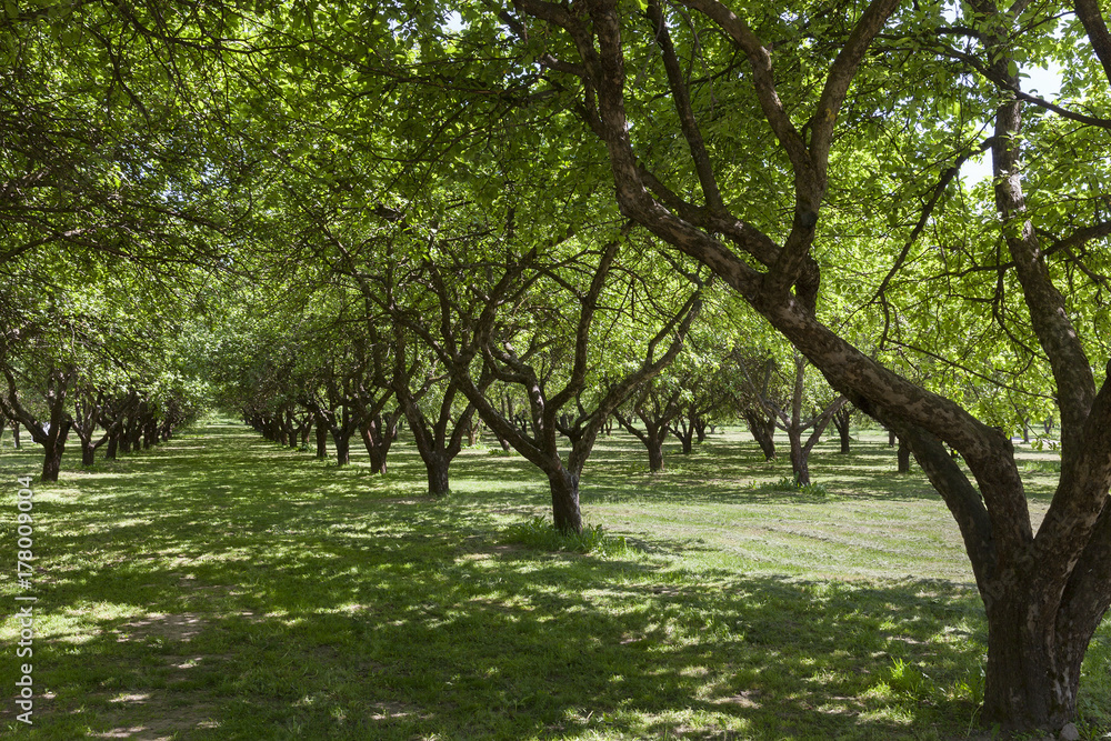 Trees in the park, summer