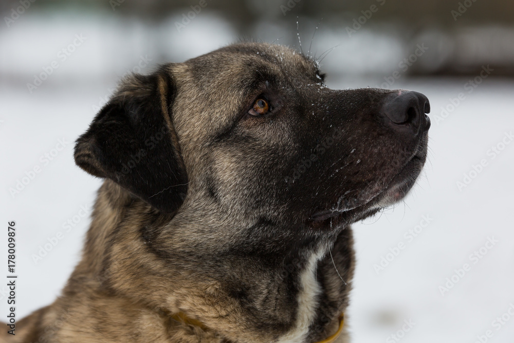 Anatolian Shepherd Anatolian Shepherd