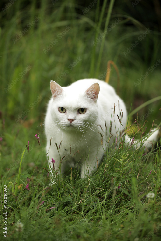 funny white cat on the grass