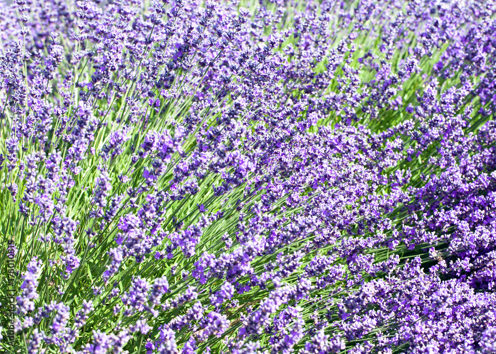 Obraz premium Lavender flowers