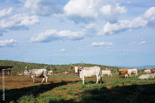 Maremmana cows and bull under blue sky photo