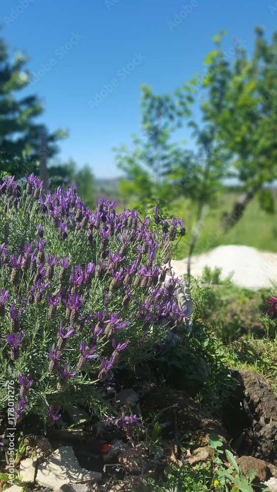 primavera primavera