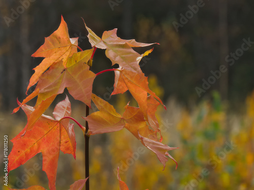 Top of  norway maple sapling photo