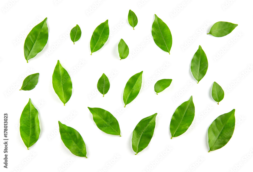 Collage of leaves on white background
