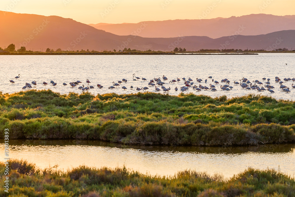 Obraz premium Flamingos in Ebro Delta nature park, Tarragona, Catalunya, Spain. Copy space for text.