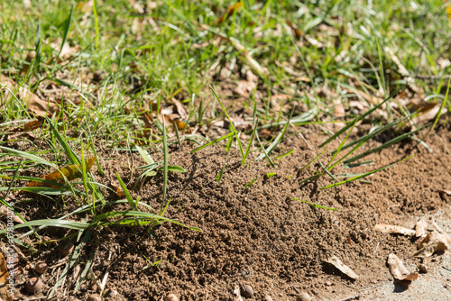 Large ant hill in a yard with a shallow depth of field