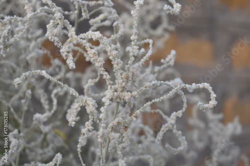 white plant in thar desert india © SONAL