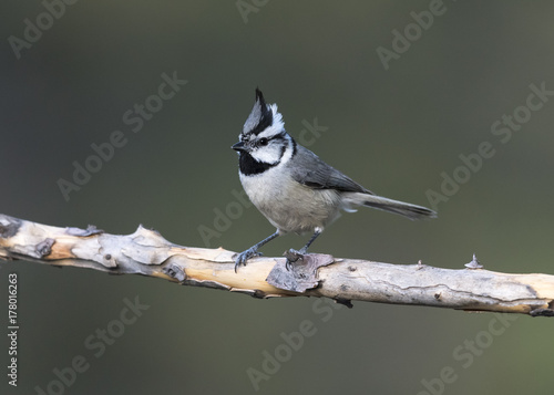 Bridled Titmouse photo