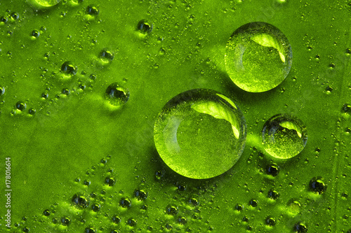 dew on green leaf photo