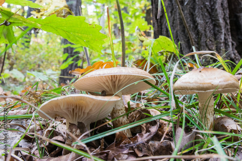 Mushrooms in the forest in autumn photo