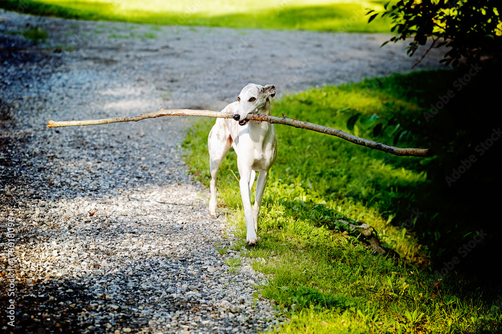 Whippet Dog with Big Stick Whippet Dog with Big Stick
