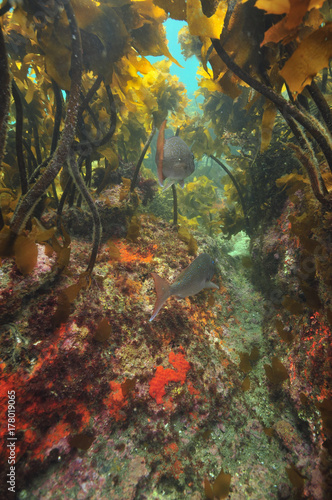 Two Australasian snappers above rocky bottom under kelp forest canopy.