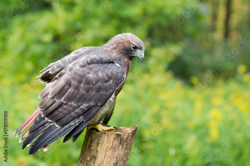 Golden Eagle