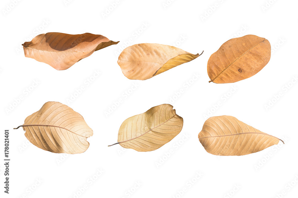 Dry leaf isolated on white background.