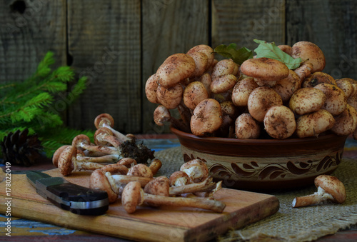 Wild forest mushrooms honey agarics on wooden background. Armillaria mellea. Couple honey gel Hallimasch fungus.