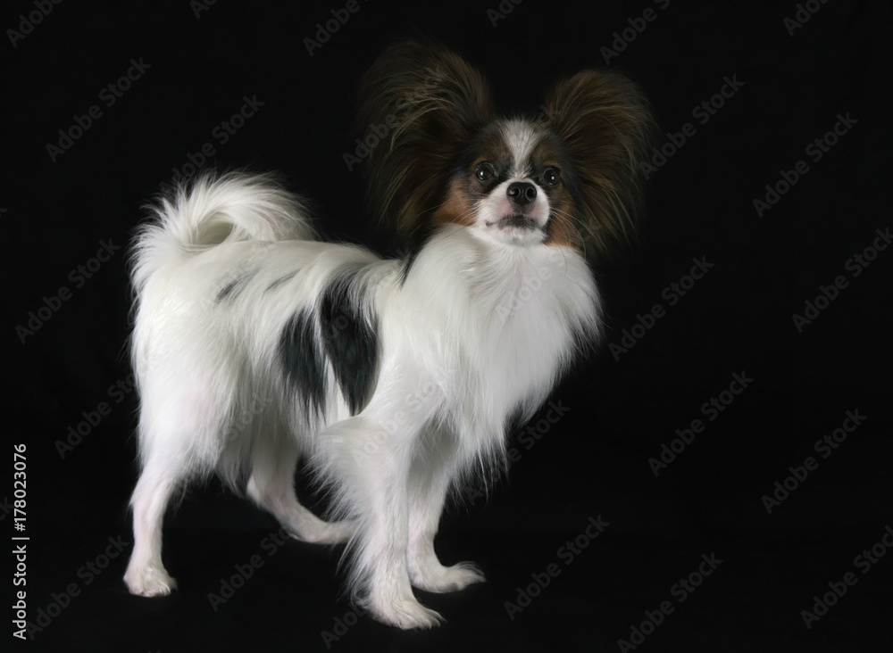 Beautiful young male dog Continental Toy Spaniel Papillon on black background