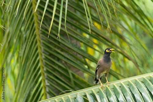 Common myna sitting on a branch of palm tree photo