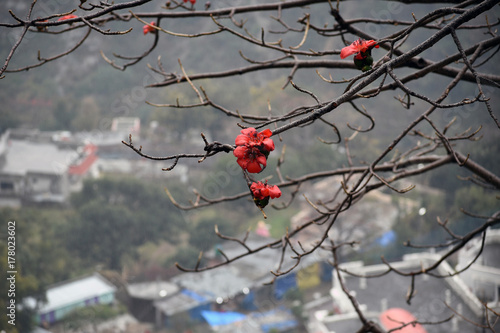 Red Flowers