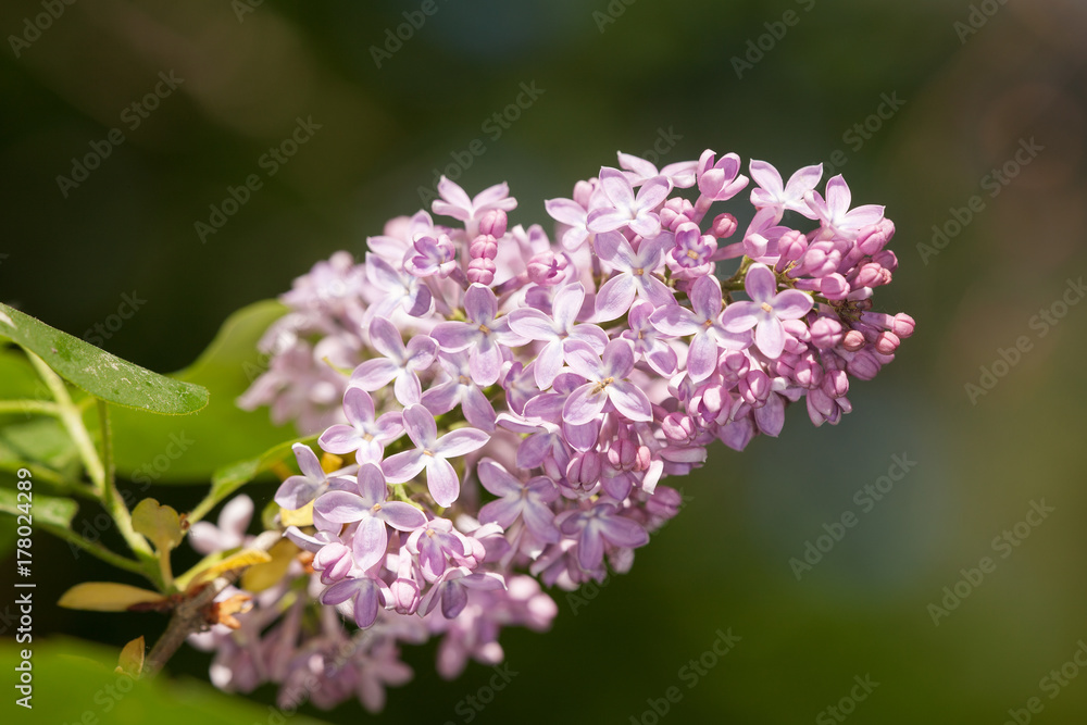 lilac in spring