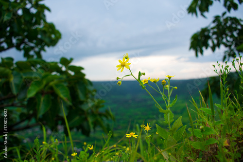 Yellow Flowers