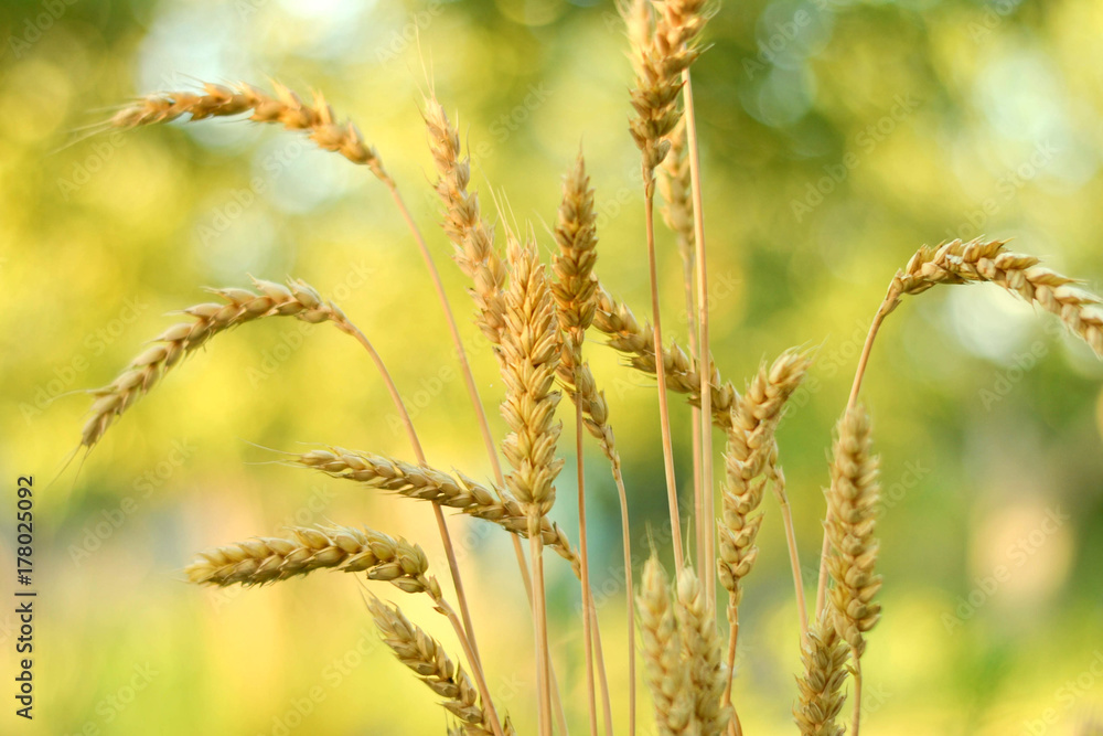 wheat in summer