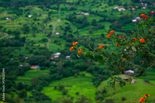 Red Flowers