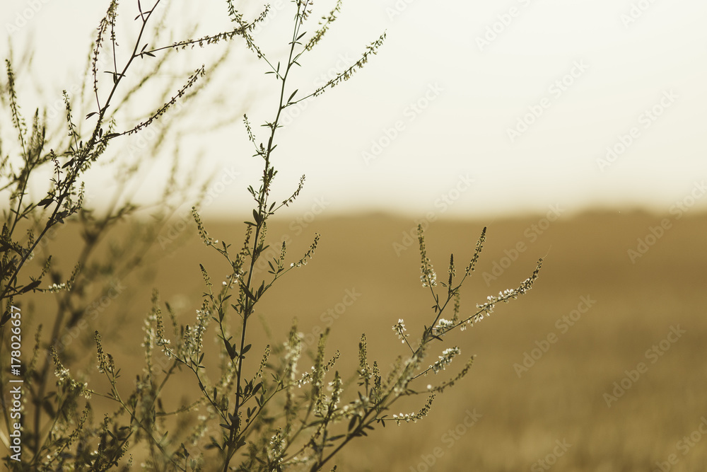 dry plants in a desert dry plants in a desert
