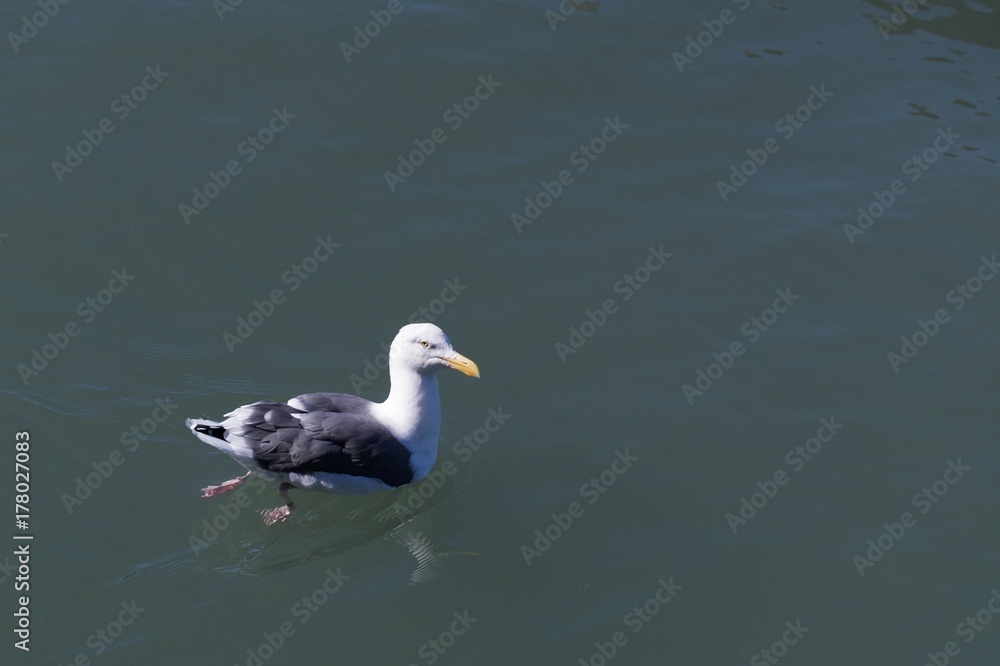 Seagull in Water