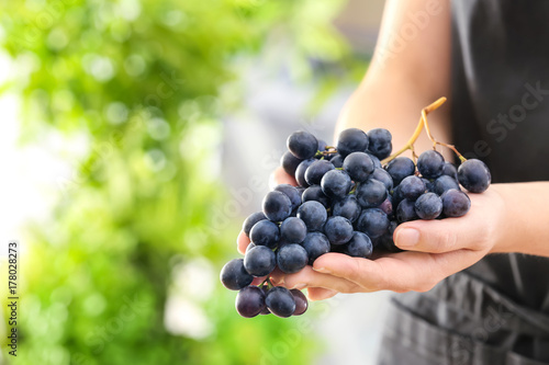 Woman holding bunch of ripe grapes outdoors, closeup
