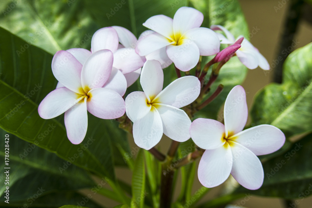 White Flowers White Flowers