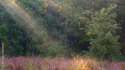 Rays of sunlight shine through the trees on a foggy morning in autumn photo