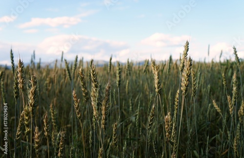 Green ears of barley on the field!  photo
