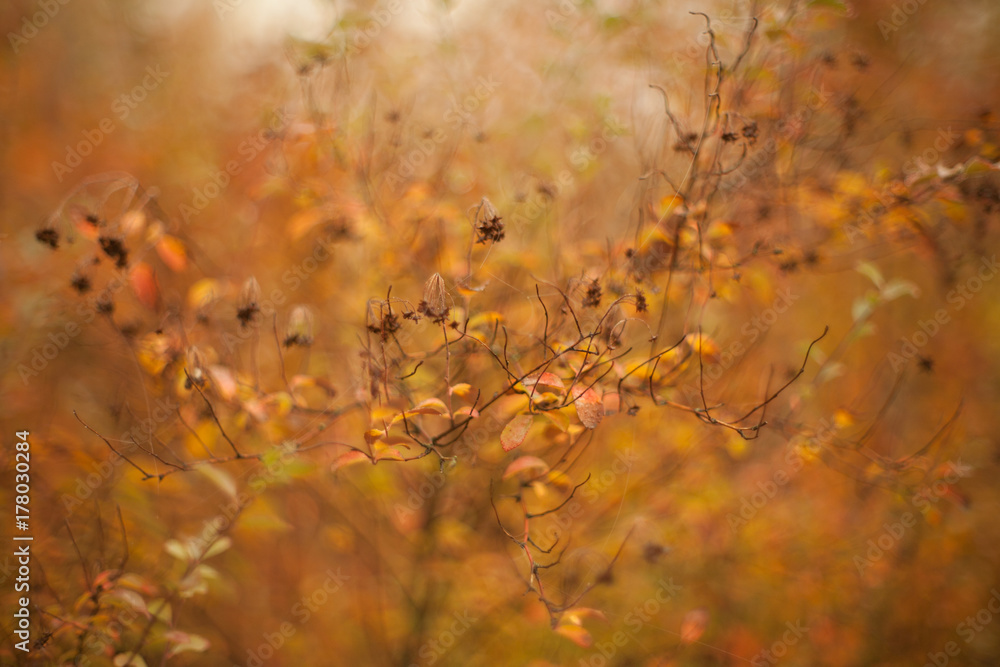 Autumn beech leaves decorate a beautiful nature bokeh background with forest Autumn beech leaves decorate a beautiful nature bokeh background with forest