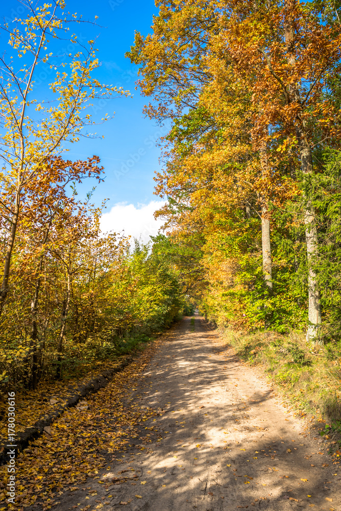 Road through forest in autumn, landscape of trees with golden leaves Road through forest in autumn, landscape of trees with golden leaves