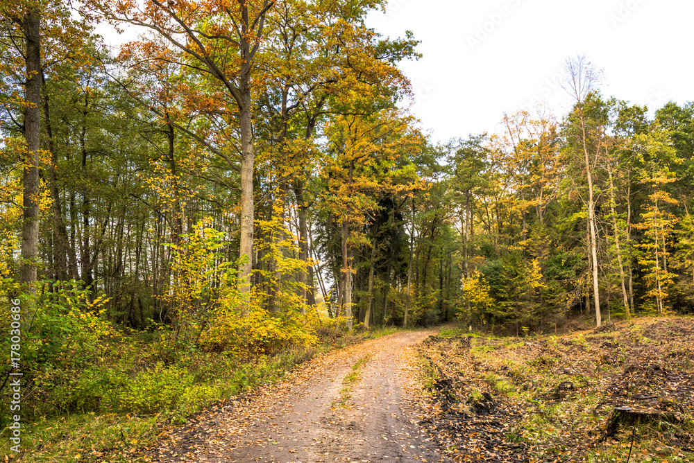 Scenery of forest in autumn, landscape with path between trees and colorful scenic nature at fall Scenery of forest in autumn, landscape with path between trees and colorful scenic nature at fall
