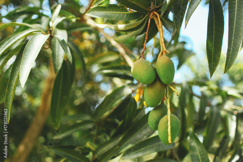mango tree